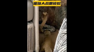 貓鼬追捕眼鏡辣條 #野生動物零距離