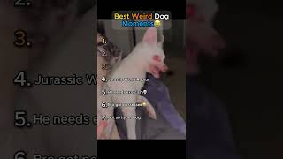 Best Weird Dog Moments🤣 (TRY NOT TO LAUGH!)