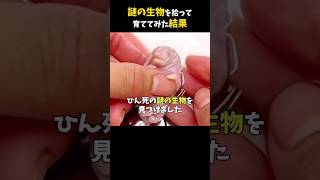 謎の生物を拾って育ててみた結果。 #感動する話 #泣ける話 #shorts