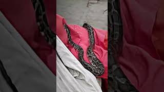 #snake#snakes#snakesofinstagram#reptile#reptiles#reptilesofinstagram#ballpython#python#reptilelover