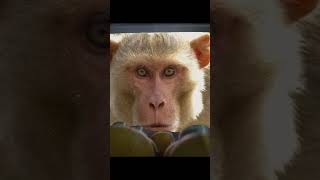 monkey 🐒 style #monkeymdear #Viral#Trending#Shorts#YouTubeShorts# #ExplorePage