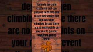 Interesting Squirrel Fact!