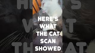 So, I had a cat scan this morning....