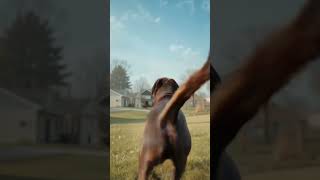 “Jesus the Labrador & Drew: Toronto’s Cutest Friendship” #dogs #petbond #petslife #youtubeshorts