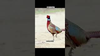#环颈雉 #野鸡 #爱护大自然保护野生动物
