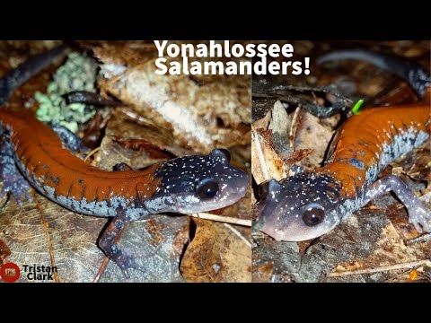 Night Hiking For Insanely Beautiful Salamanders!