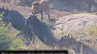 Male Lion Hunted down a Wildebeest River Crossing | Masaimara | 28 July 2025