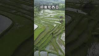 視界-德哥拉朗梯田 #印尼 #峇厘島 #印度尼西亞 #世界文化遺產 #旅行日記 #6號廣場 #shortsvideo
