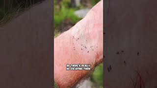 Scotland's Most Fearsome Creature | An Introduction to Midges #midgiesmovie #indiefilm #midgies