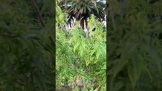 柠檬马鞭草