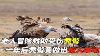 老人偶遇受伤秃鹫，不顾安危将它救下，一年后秃鹫竟做出非凡举动 #动物世界 #自然传奇 #大自然 #動物 #動物故事 #野生動物 #動物反殺 #万物有光