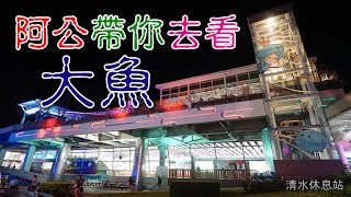 清水休息站看大魚