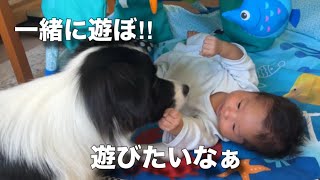 弟と一緒に遊びたいボーダーコリーが可愛すぎる💕