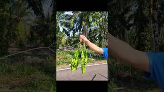 Kait pokok Petai