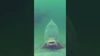UNDERWATER CARP FISHING! Big Carp Taking HookBait..