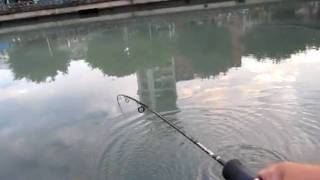 990629田寮河海鰱 003.MOV