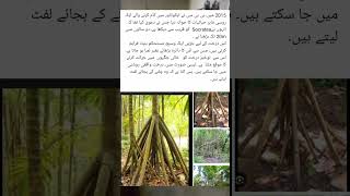 🥵❤️ beautiful trees😆😅#kh #todaylateefa#urdujokes #funny#quotes  #youtubeshort #yt #jokes #fyp#travel