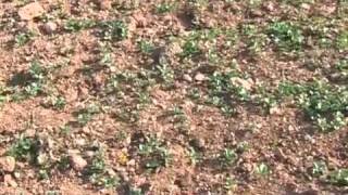 The Jenin Solid Waste Management Project