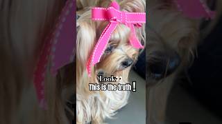 This is the Truth! #pets #funny #cute #cutedog #dogshorts #maiachanel #dogshort #perros