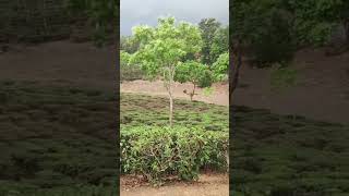 tea garden with meg... #mango #8ballpoolguideline #fruitcutting #fruit #farming #satisfying #cuelin