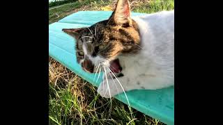 野良猫さん、「よいしょ、よいしょ」からギュっな前脚がかわいすぎる #Shorts