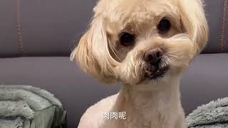 谁家小狗怎么什么都能懂 #不养狗不知道养狗的乐趣 #狗子成精了 #狗狗的心思都写在脸上了 #狗狗能有什么坏心思