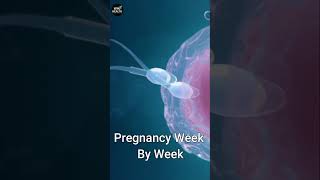 Baby Growth During Pregnancy | Pregnancy Week By Week | #shorts #shortvideo #wikihealth