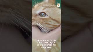 You’ve Been Petting Your Cat WRONG All Along 😼🐾 #Petfacts #Animalfacts