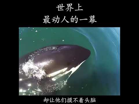 世界上最动人的一幕，小虎鲸向人类求助，却不是为救自己！ #世界之最 #正能量 #动物成精