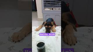 healthy drink #song #love #ytshorts #youtubeshorts #shorts#viral #trinding #dog# pet #funny