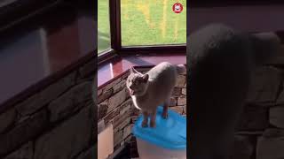Hilarious Cat Fails #shorts #fuunycat #funnyvideo