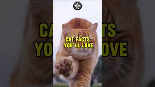 Pawsitively Adorable: Cat Facts You’ll Love #shorts #feedshorts