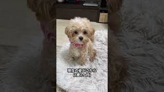 成犬になると顔が大きく変わってしまうと言われているマルプーのビフォーアフター #shorts #トイプードル#マルプー