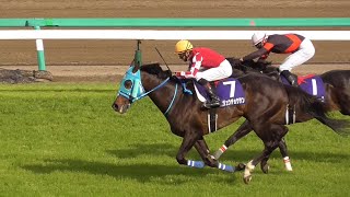 【現地撮影ノーカット】第24回 中山グランドジャンプ【絶対王者オジュウチョウサン】