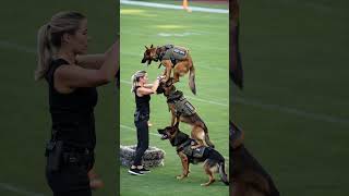 Skilled German Shepherd K9 Dogs in Action – Elite Training Like You've Never Seen!