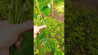 Haba Ng stringbean natin guys #bukidfeels #minifarm #gulay #trendingvideo #viralshort