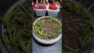 Pollination poturlace tree For plants in big plate amazing #plants #diy #garden #shorts