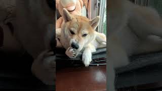 お手々ぺろんちょ【介助犬と桃にゃん】 #柴犬介助犬 #介助犬るな #介助犬と桃にゃん #介助犬 #dog #doglover #cutedog #柴犬