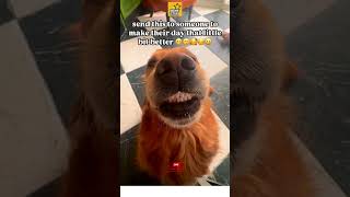 MemeStar