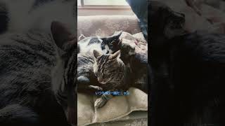 寛ぐ猫たち𓃠#cats