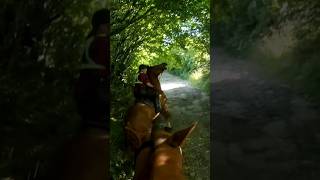 Horse Reared When A Trail Biker Rode Past When Hacking Out