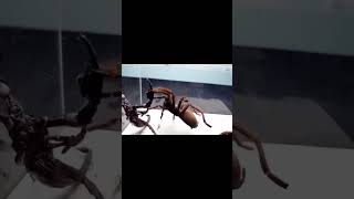 Narrating Bug Battles! #shorts