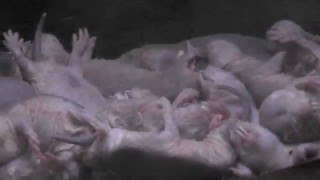 前進後退するハダカデバネズミ Naked mole rat 上野動物園