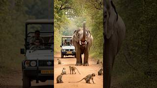 Elephant Sound 🐘 Giant African Elephant Trumpets at Safari Vehicle—A Clear Warning! 😳 Monkey Scared