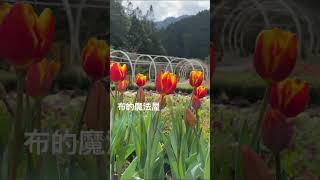 #鬱金香 🌷（#📸：#杉林溪森林生態渡假園區 #南投 #Nantou #台灣 #Taiwan）(#花卉中心 #杉林溪 #渡假 #森林生態 #園區 #旅遊 #景點 #南投景點 #打卡 #到此一遊）