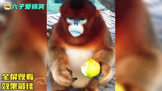 盘点动物的迷惑行为大赏，这猴子吃水果只吃皮，这是什么操作？