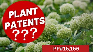 Plant Patents & Trademarks: Legal Propagation Tips & Smart Name Workarounds