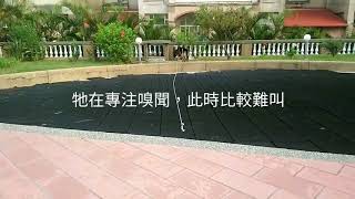 成年狼犬召回訓練