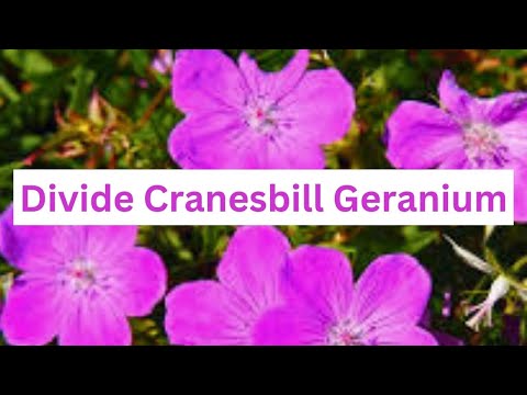 How To Divide Cranesbill Geranium