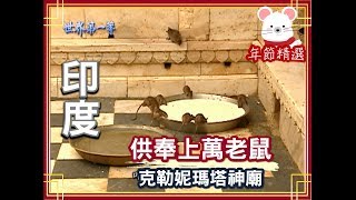 【印度】克勒妮·瑪塔老鼠廟｜《世界第一等》年節精選版